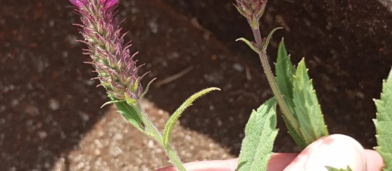 Rigid verbena