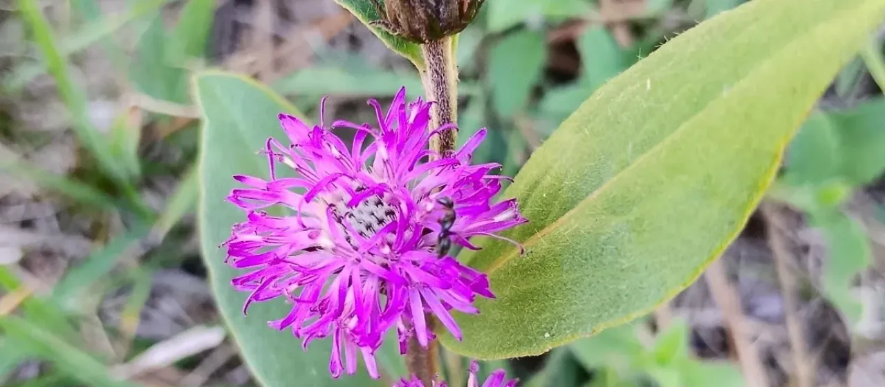 Vernonia flexuosa