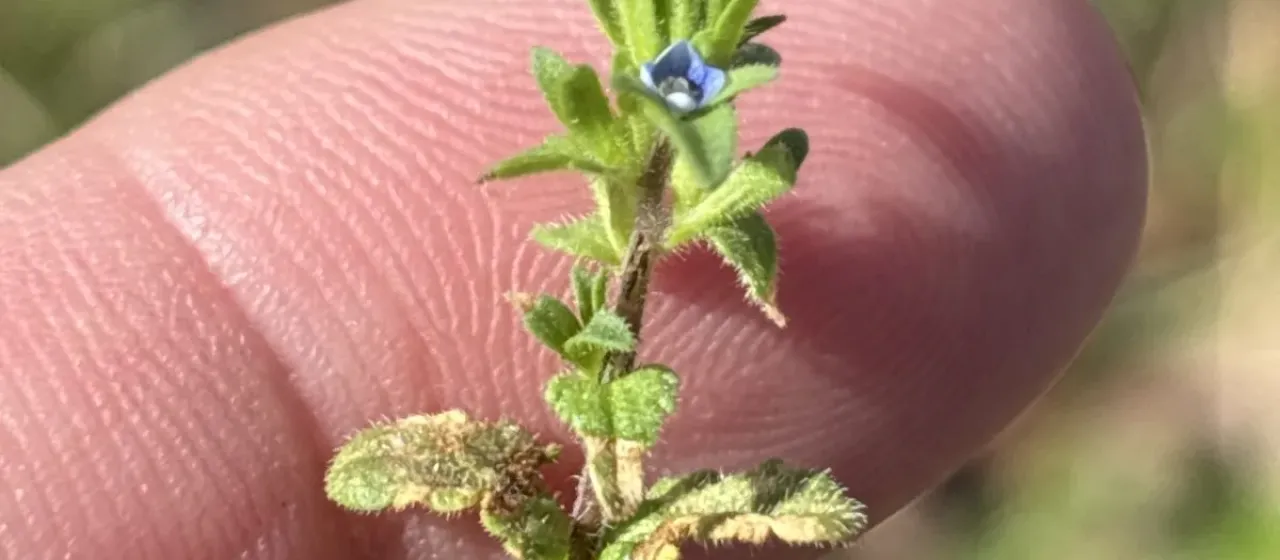 Wall speedwell