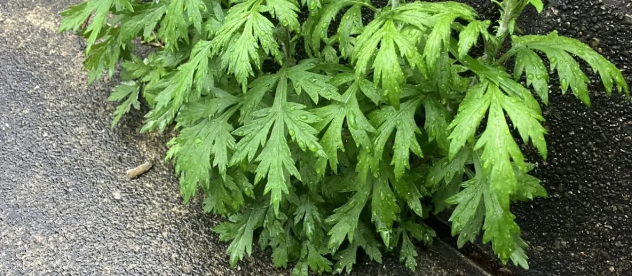 Japanese mugwort