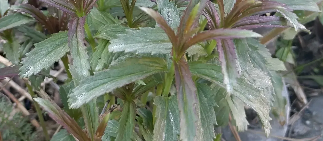 Longleaf speedwell