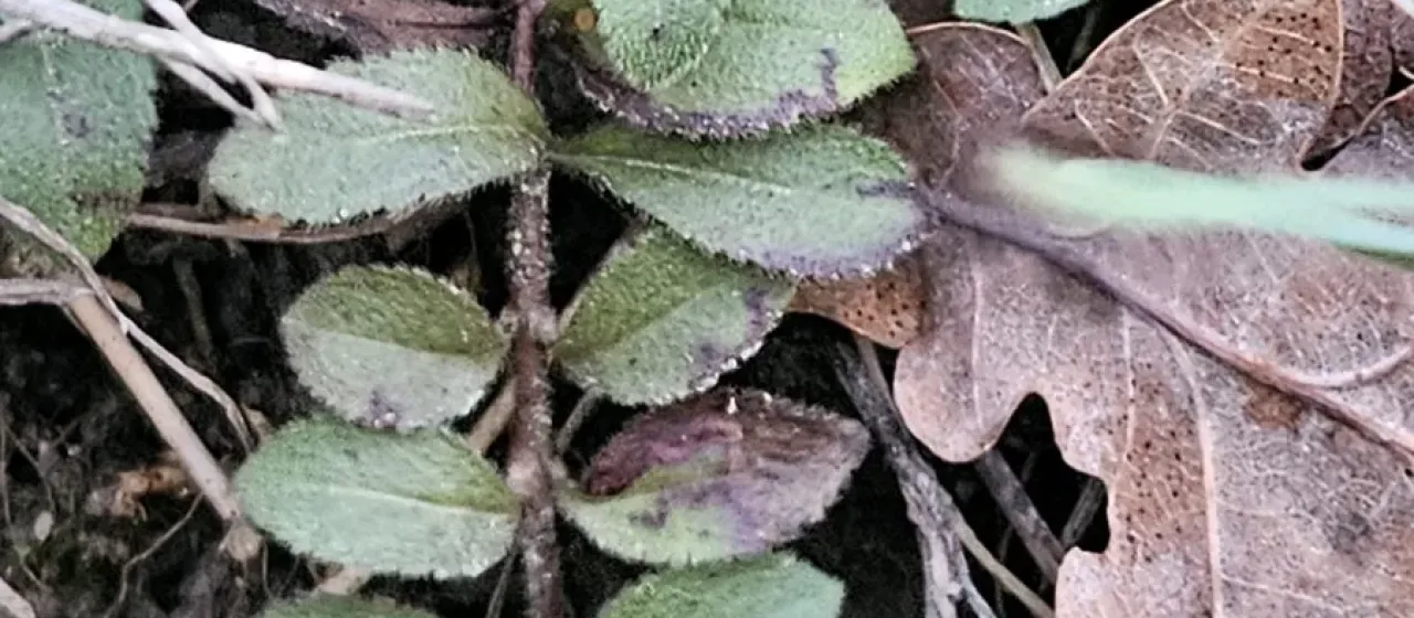 Common speedwell