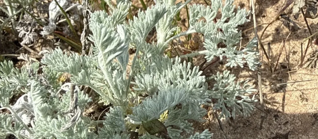 Santonica wormwood
