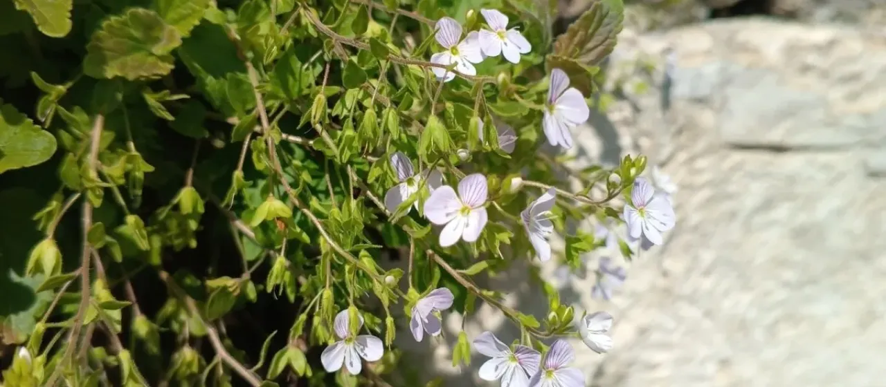 Pedunculate speedwell