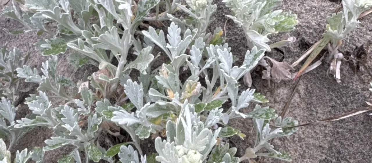 Steller's wormwood