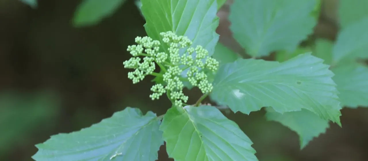 Arrowwood viburnum