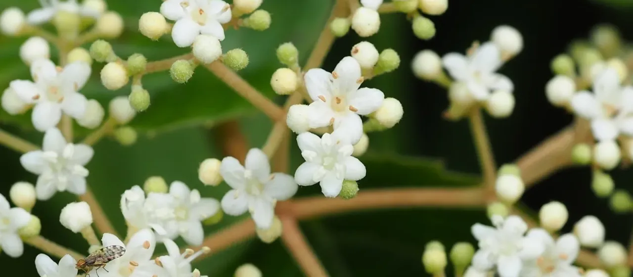 Viburnum luzonicum