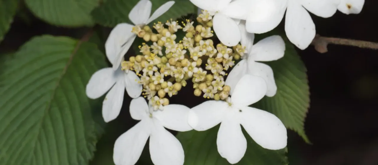 Japanese snowball