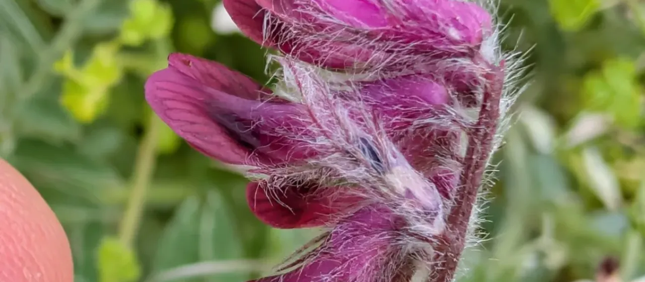 Purple vetch
