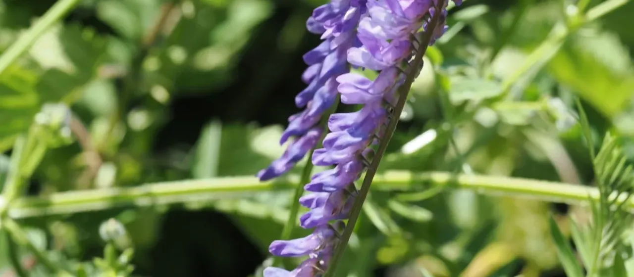 Tufted vetch