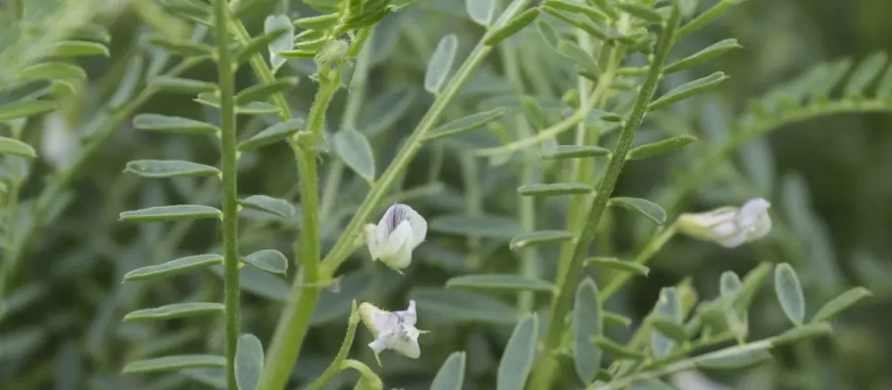 Bitter vetch