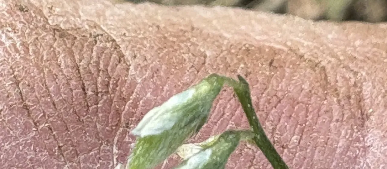 Hairy vetchling
