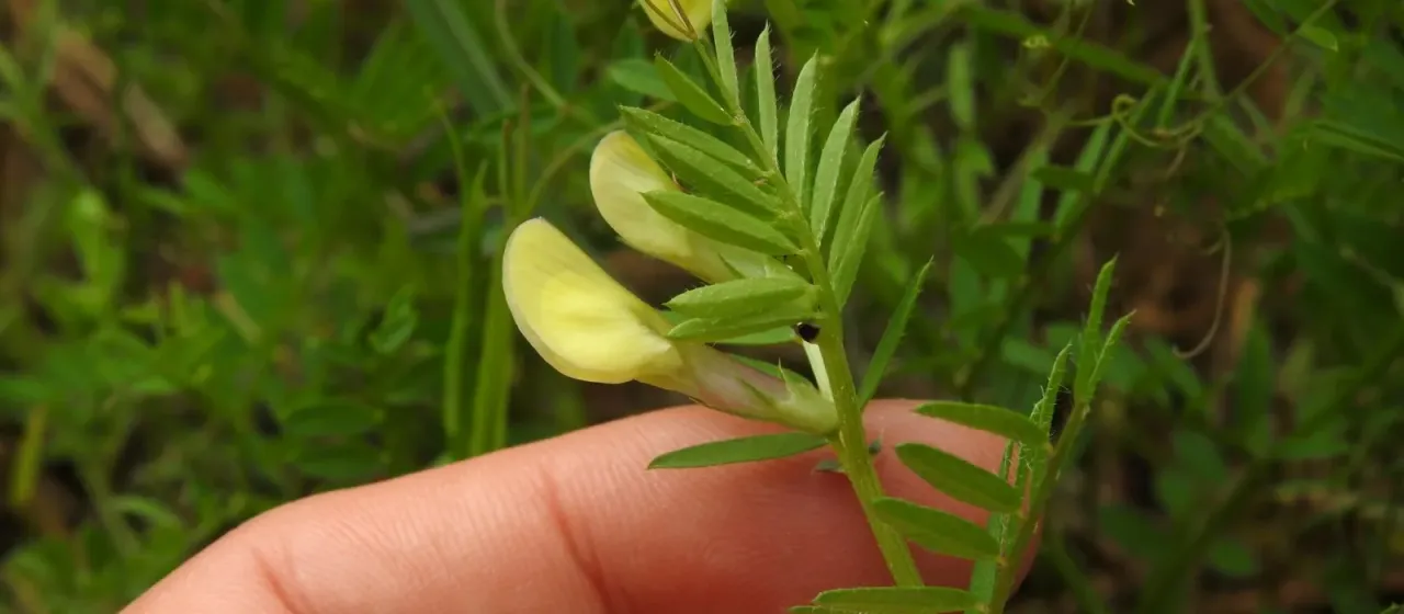 Yellow vetch