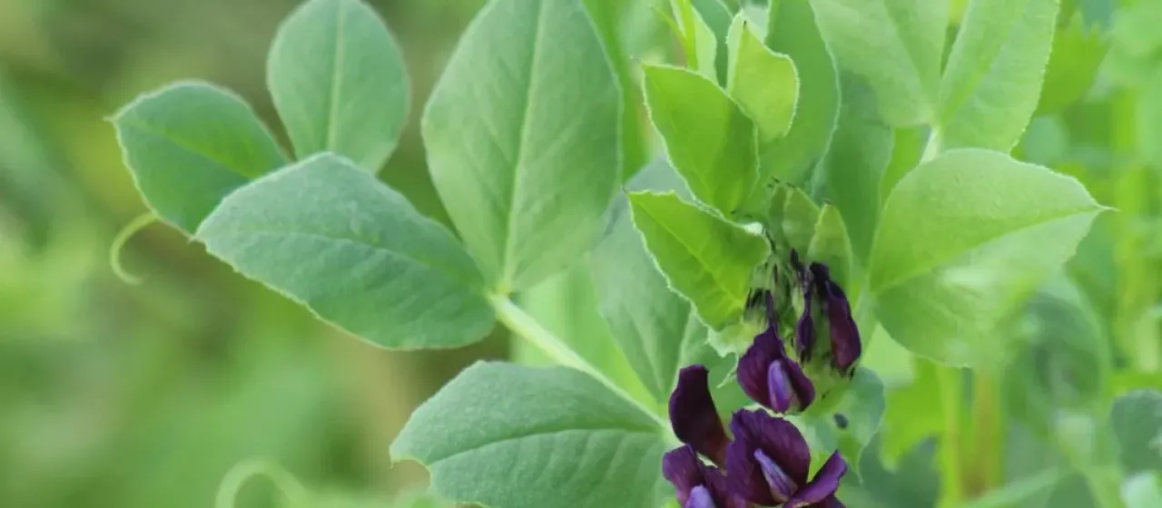 Narbon vetch