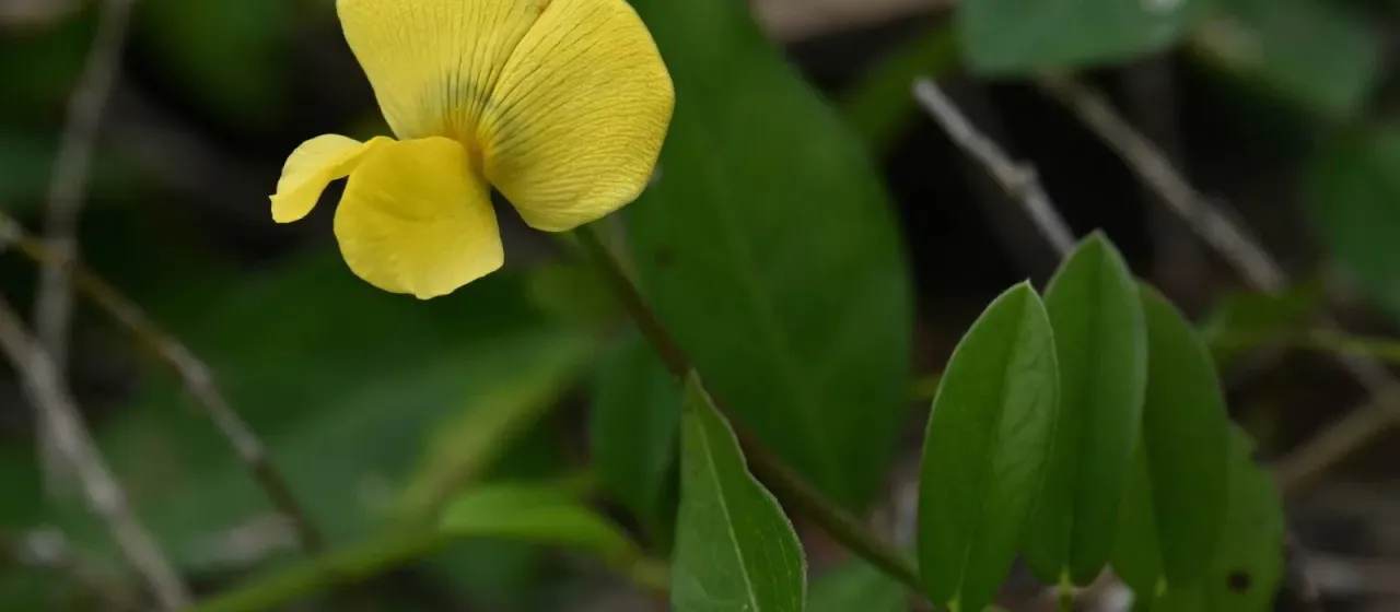 Vigna luteola