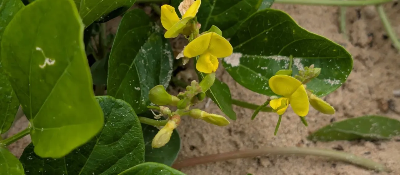 Sea bean