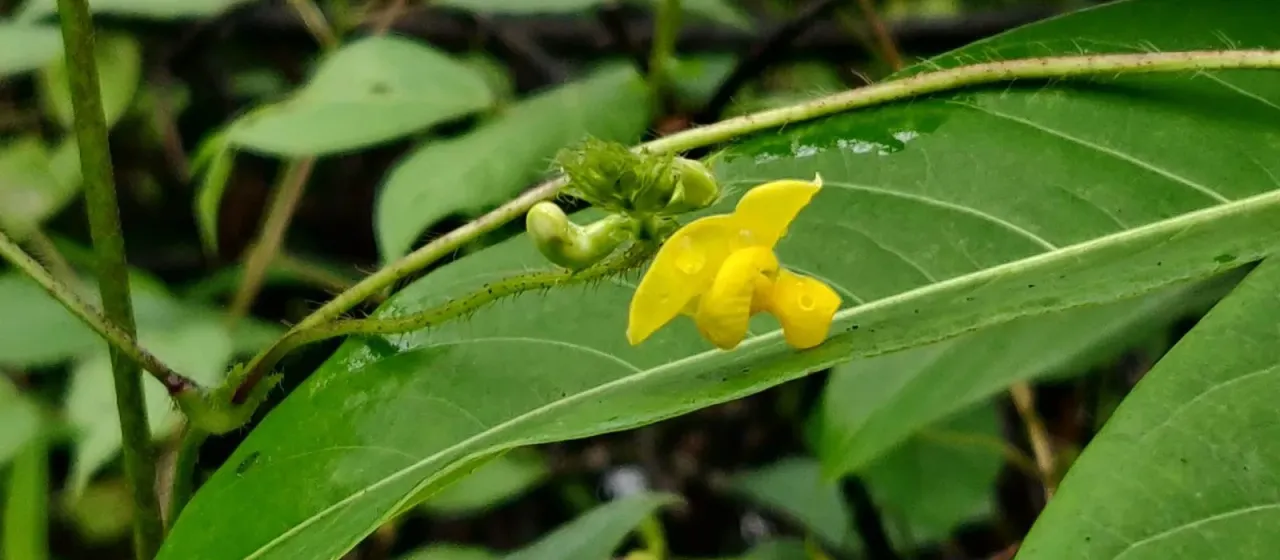 Vigna mungo