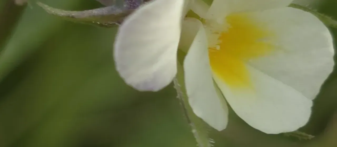 Field pansy