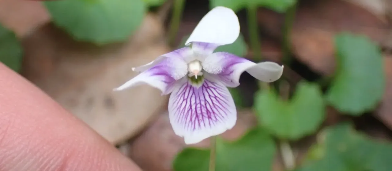Australian violet