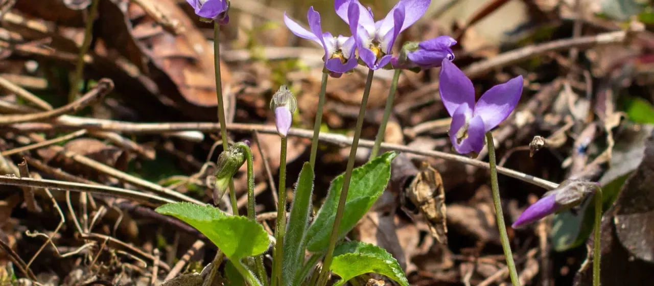 Hairy violet