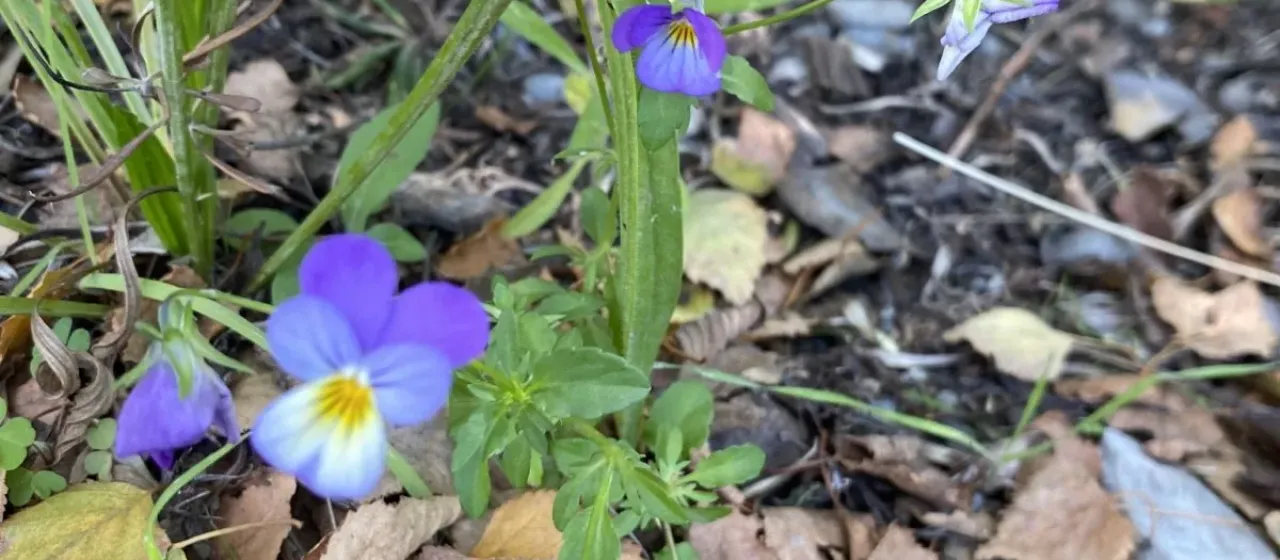 Field pansy