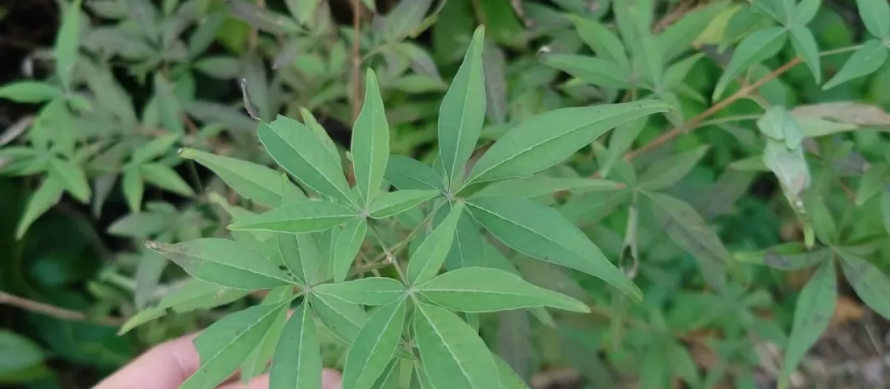 Chinese chaste tree