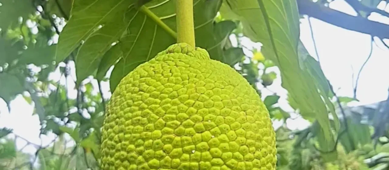 Breadfruit