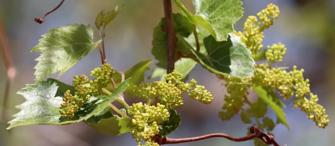 Bush grape