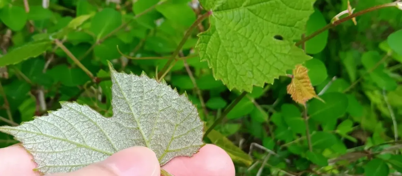 Summer grape