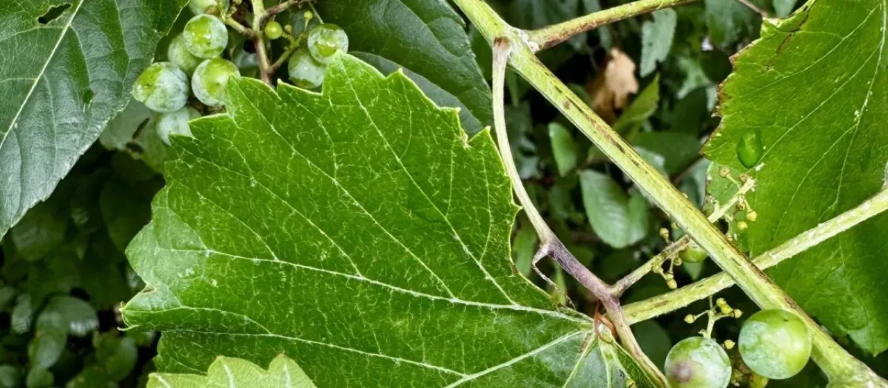 Vitis berlandieri x Vitis rupestris