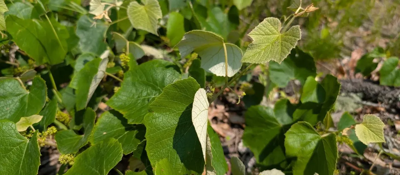 Vitis labrusca