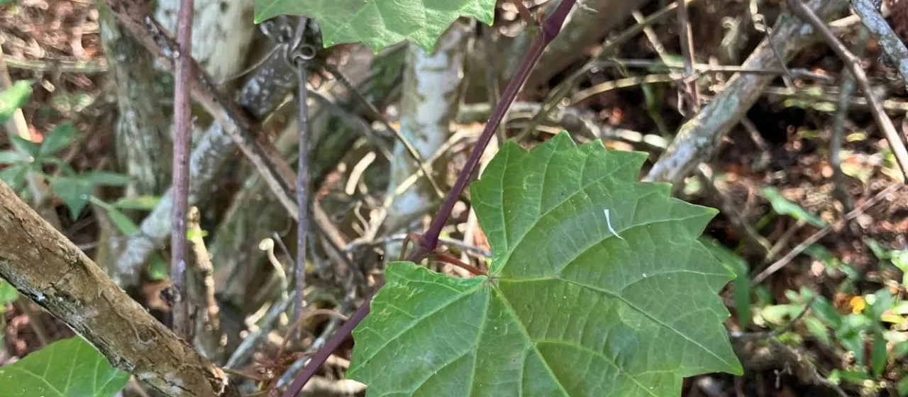 Muscadine grape