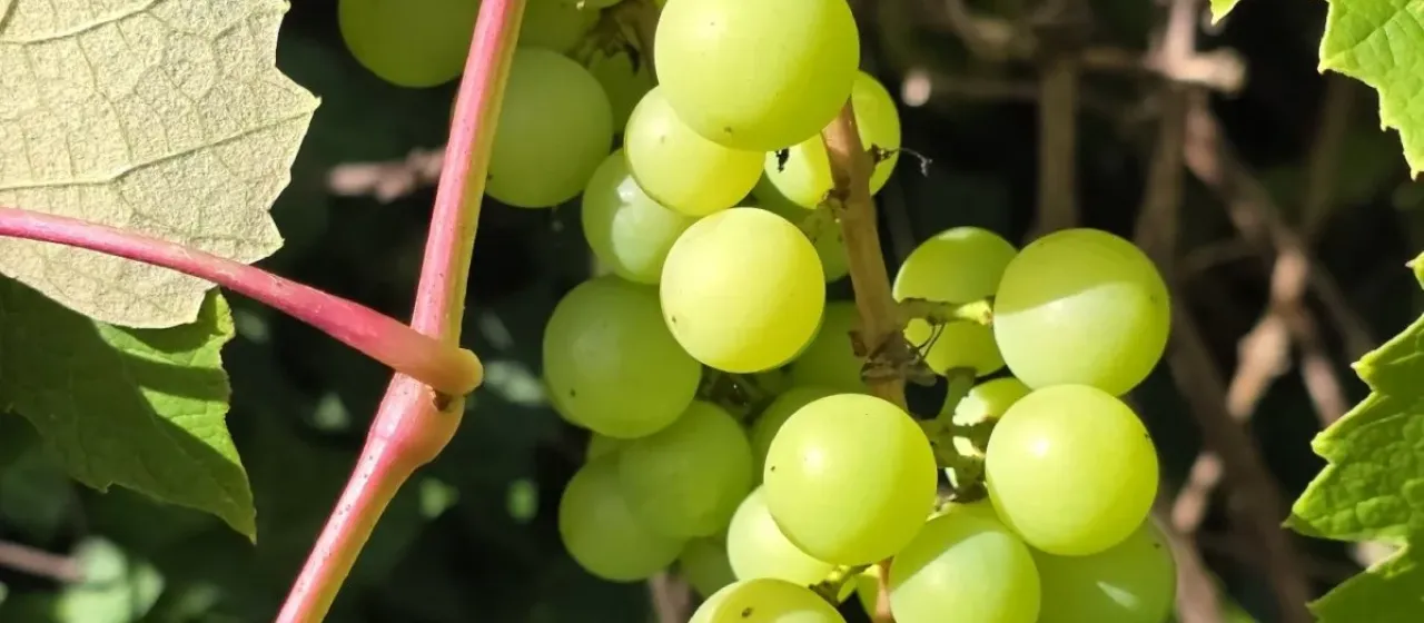 Common grape vine