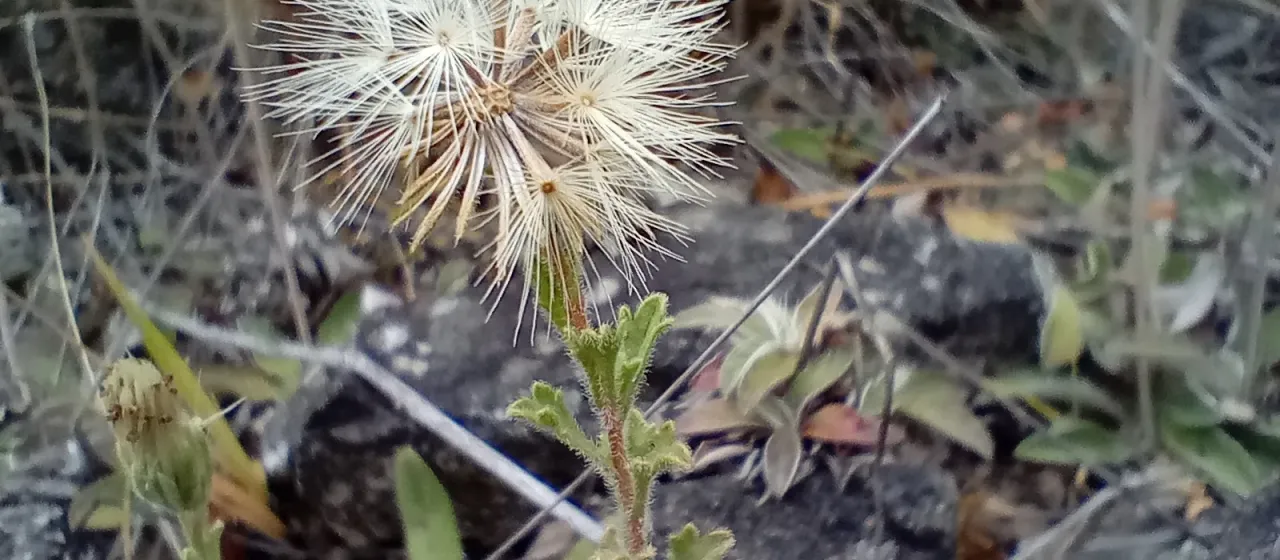 New Holland daisy