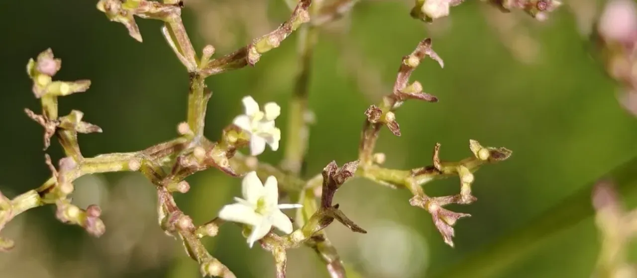 Valeriana procera