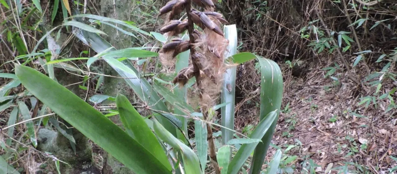 Vriesea platynema