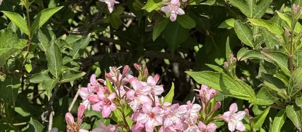 Weigela florida