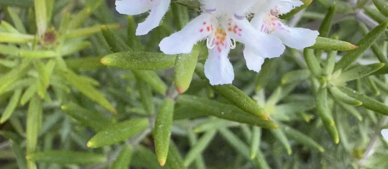 Shore westringia