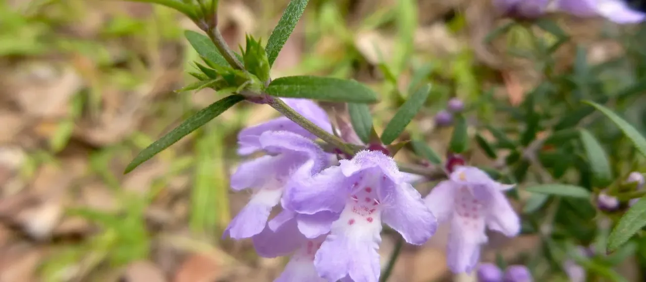 Smooth westringia