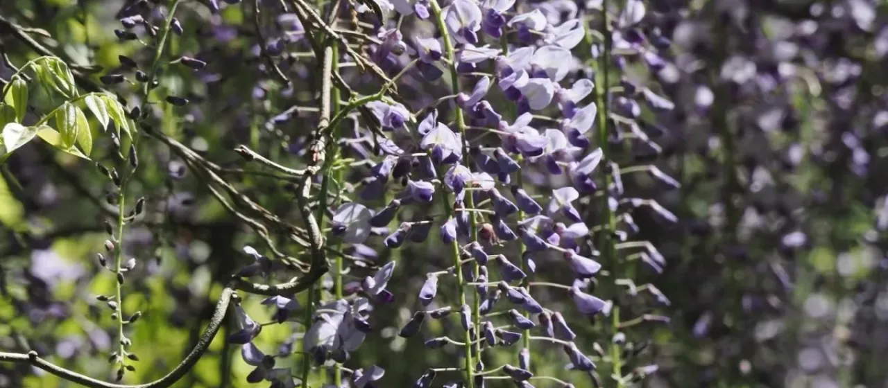 Japanese wisteria