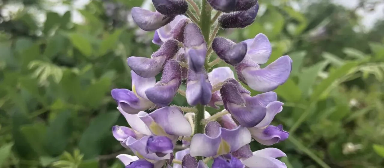 American wisteria