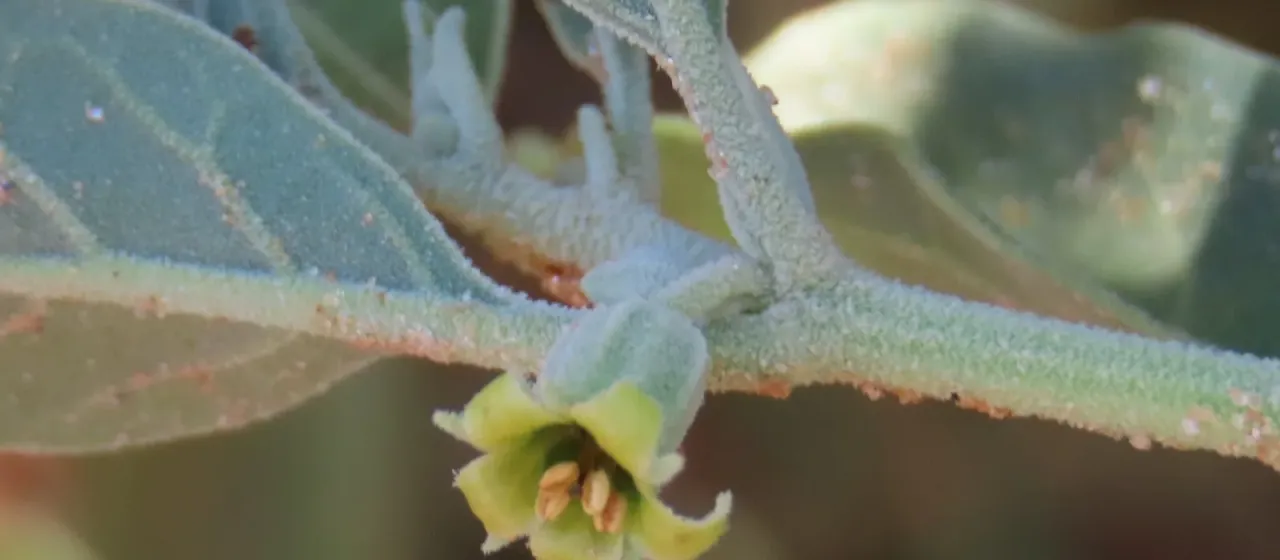 Ashwagandha