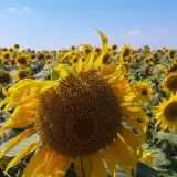 Как меняется рынок агроресурсов в Украине: от продажи препаратов до комплексных решений