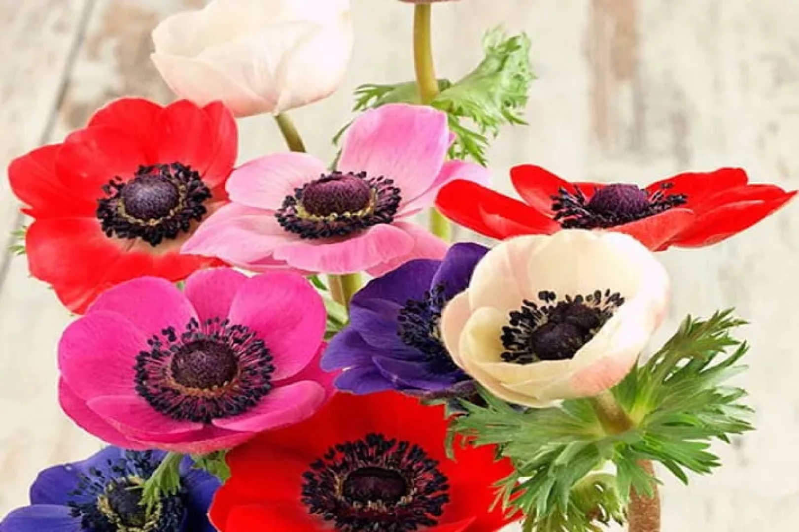 230　アネモネ Flora — Anemone — overview and specs | Agronom.Info