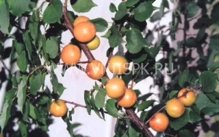 Сочные абрикосы на ветке с зелёными листьями - Лель