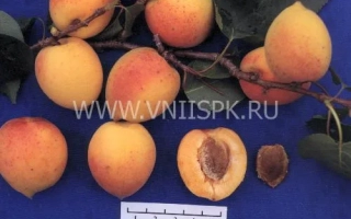 Сорт абрикоса на ветке с разрезанным плодом и линейкой для масштаба - Академик