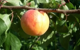 Ботсадивский