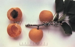 Абрикосы с веткой и листьями на белом фоне - Чемпион Севера