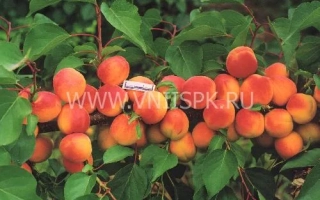 Сорт абрикоса Горный Абакан на ветке с плодами