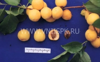 Спелые и разрезанные абрикосы на ветке с листьями на синем фоне - Гритиказ